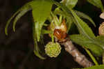 Sweetgum